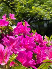 pink flowers in the garden