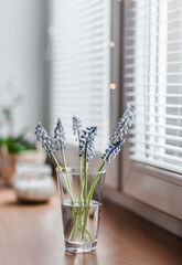 Muscari or mouse hyacinth in a glass of water on the windowsill against the background of blinds.