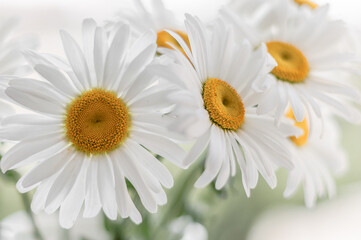 Large flowers of white daisies closeup.