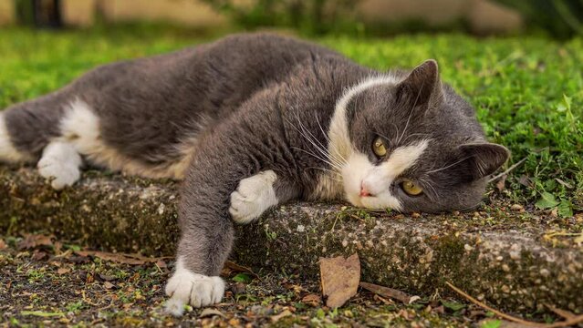 Cute cat rest in the meadow
