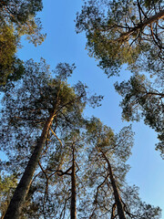trees in the forest are meeting sky