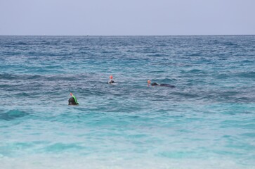 person snorkeling in the sea