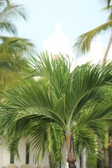 palm tree in the sky and Hotel 