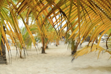 palm tree on the white beach