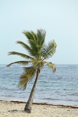 palm trees on the beach