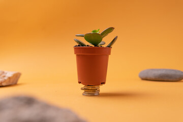 money tree plant. the concept of saving money and getting rich