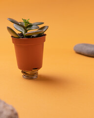 money tree plant. the concept of saving money and getting rich