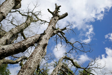 空に向かって力強く伸びる太い幹の樹木