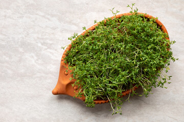Garden cress plant (Lepidium sativum) in decorative clay hedgehog shape pot.