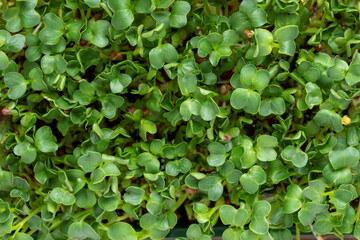 Fototapeta na wymiar Radish sprouts top view. Green microgreens texture background.