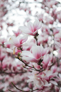 Beautiful pink magnolia trees blossom in springtime