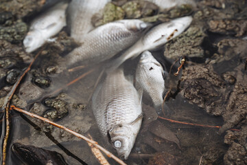 Dead fish on the pond, decomposing carcass of crucian carp, pollution of the river with chemical waste, the death of organisms in the water, disaster, ecology.