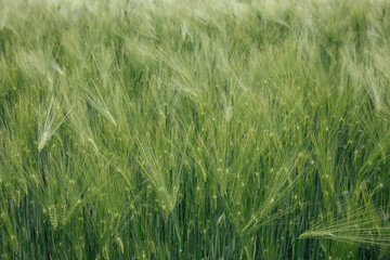 Green wheat field. Texture of wheat ears, crops. Natural abstract background