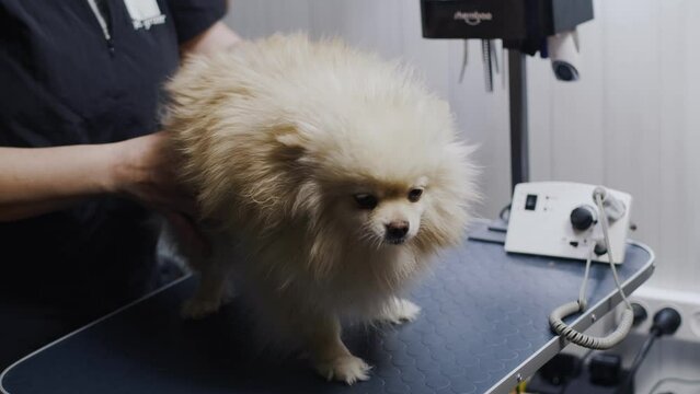 Veterinary clinic, small Pomeranian breed dog is put on scales, front view. Veterinarian puts Pomeranian on table for medical examinations