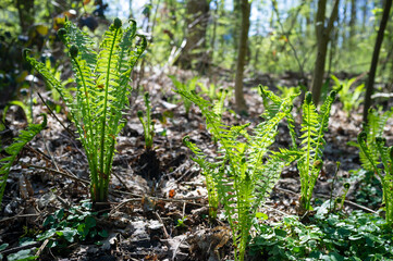Fototapeta na wymiar Fresh green fern in the rays of the spring sun, in the forest against the backdrop of trees and the sky.