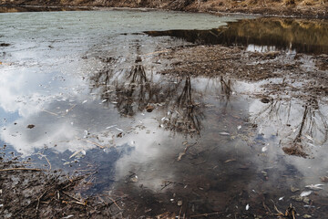 Obraz premium Pollution of the reservoir is the death of fish, dead fish lie in the water, rotten lake, bad ecology, dirty poisoned water.