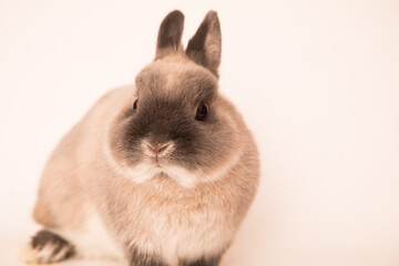 Image of a funny bunny rabbit.