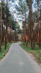 Fototapeta premium road in the woods on sunset