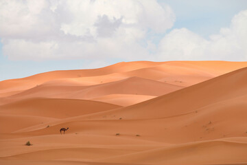 Fototapeta na wymiar Desierto del Sáhara