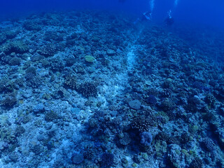 恩納村海底のサンゴ（沖縄）