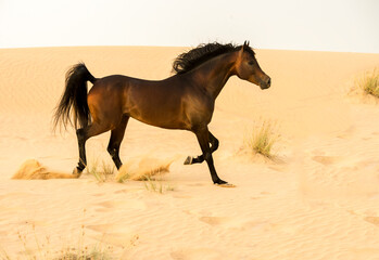 Fototapeta na wymiar Arabian stallion galloping on the sand in the desert