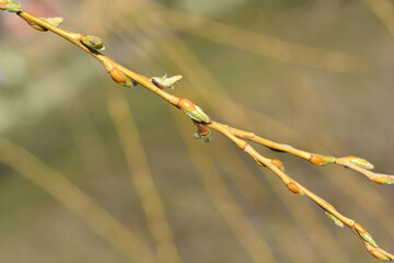Golden Weeping Willow