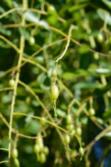 Weeping Japanese pagoda tree