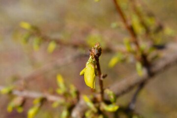 Weeping forsythia