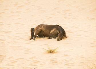 
Arabian stallion lies resting on the sand in the desert