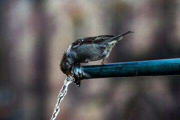 Spatz ist durstig