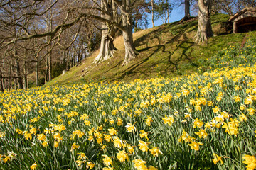 Obraz premium Beautiful springtime daffodils in the countryside.