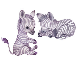 watercolor cute cartoon zebra set isolated elements