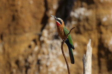 White-fronted Bee-eater with insect in beak, South Africa