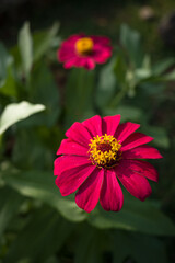 red and yellow flower