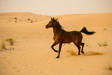 Arabian stallion galloping on the sand in the desert