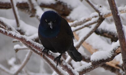 A common grackle in spring, Sainte-Apolline, Québec, Canada