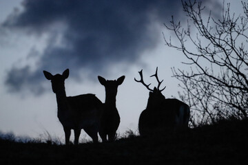 Silhouette of deer in the evening on the Zeeland coast in the Netherlands