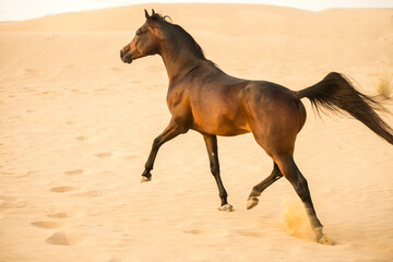 Fototapeta na wymiar Arabian stallion galloping on the sand in the desert