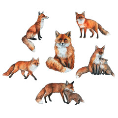 watercolor red foxes set of isolated elements