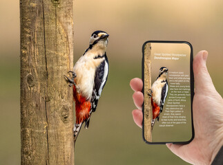Man holding a smart phone with  wildlife identifier software application  illustrating a particular bird species - obrazy, fototapety, plakaty