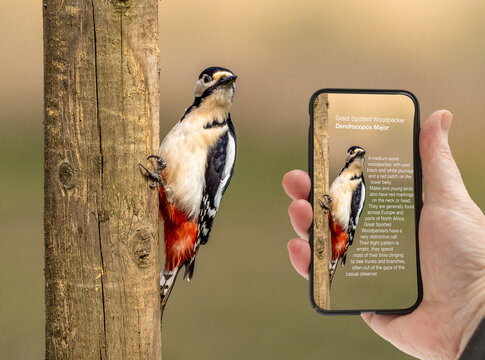 Man holding a smart phone with  wildlife identifier software application  illustrating a particular bird species