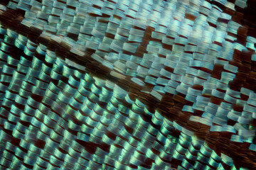 Extreme macro of butterfly blue wing scales under the microscope - 500428988