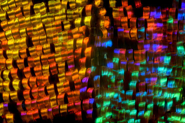 Extreme macro of butterfly wing colorful iridescent scales under the microscope - 500428989