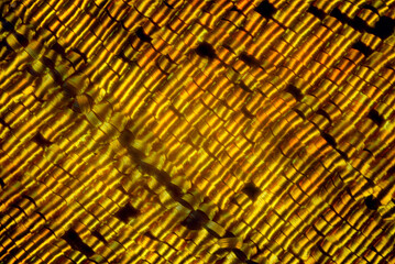 Extreme macro of butterfly wing golden scales under the microscope - obrazy, fototapety, plakaty