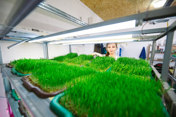 Sprouted wheat grains. Germination of microgreens at home.