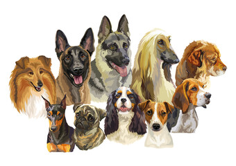 Realistic dogs portraits of different breeds vector illustration