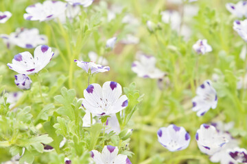 可憐なネモフィラの花　東京都