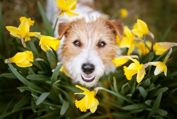 Happy cute pet dog puppy smiling, looking in daffodil flowers. Spring, summer or mothers day background.