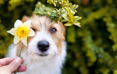 Cute happy dog face with flower. Nature, easter, spring, summer or mothers day background.