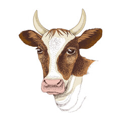 Cow head. Vector vintage engraving.